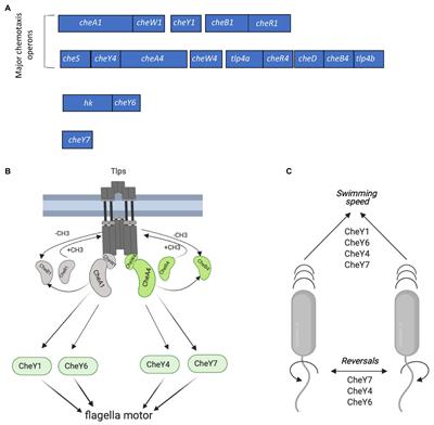 Multiple CheY Proteins Control Surface-Associated Lifestyles of Azospirillum brasilense